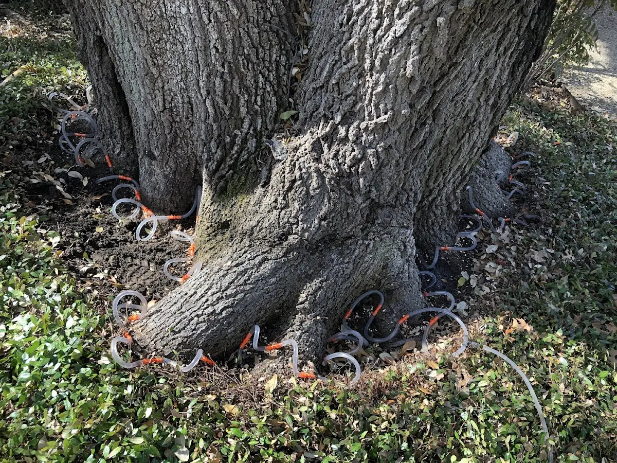 Detailed Tree Cabling and Bracing job site in Doole