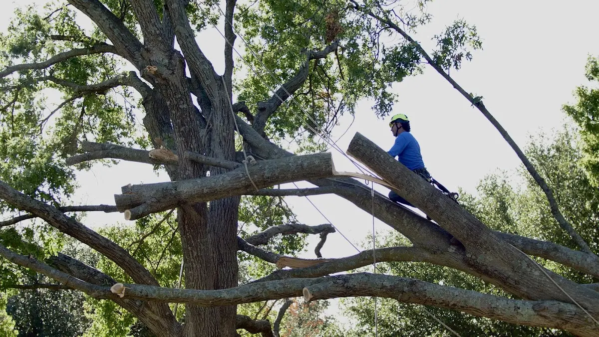 Professional Hazardous Tree Removal performed by certified arborists in Doole