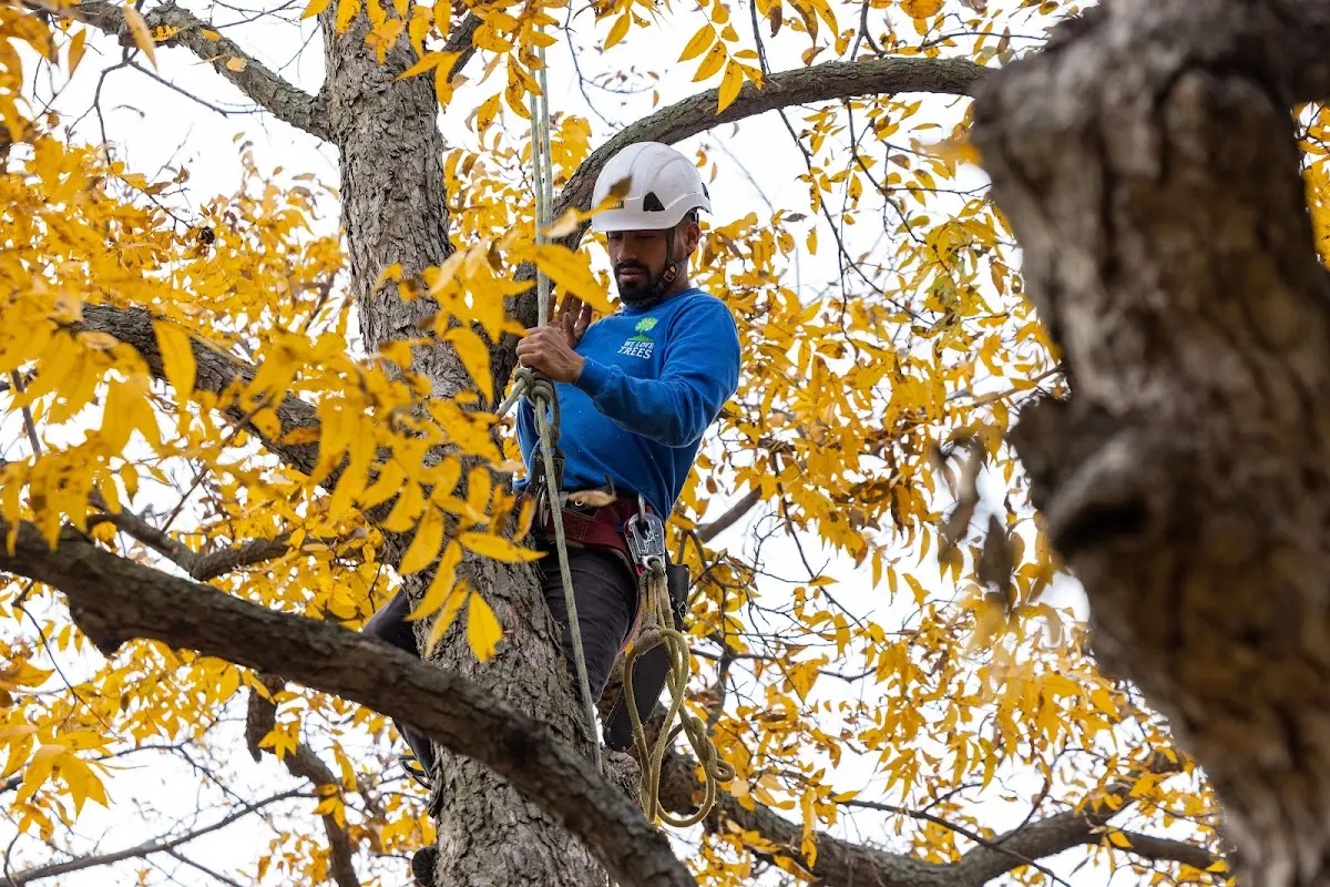Skilled Storm Damage Cleanup crew working in Doole